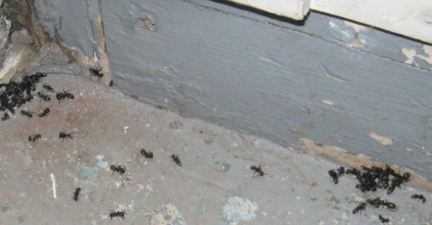 carpenter-ants-hidden-defects