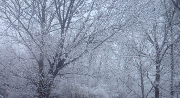 snow-trees