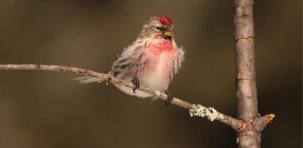 Oiseau_branche_Daniel-Audet