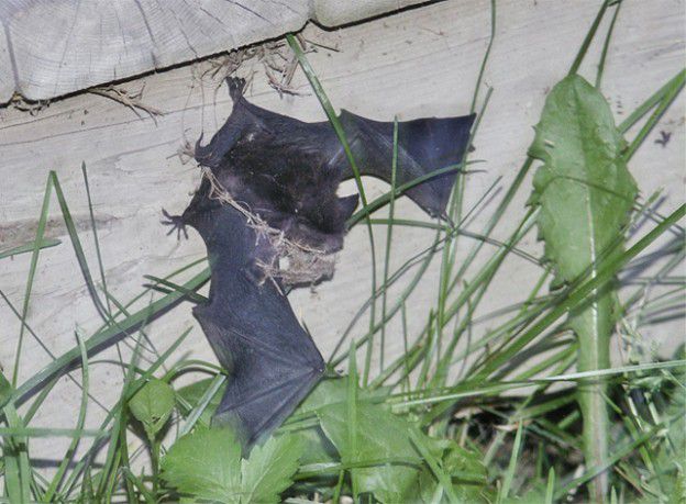 Chauve-souris