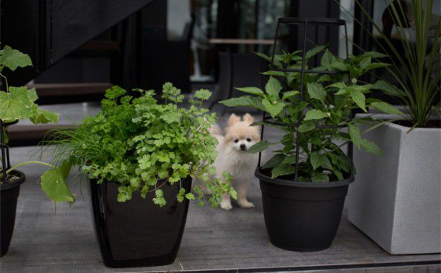 Potted_plants_herbs-chihuahua