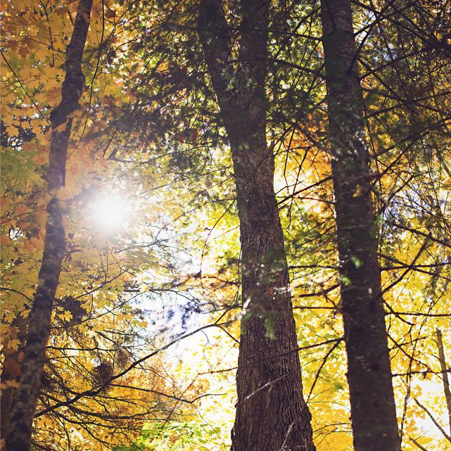 L'arbre de vie de l'automne