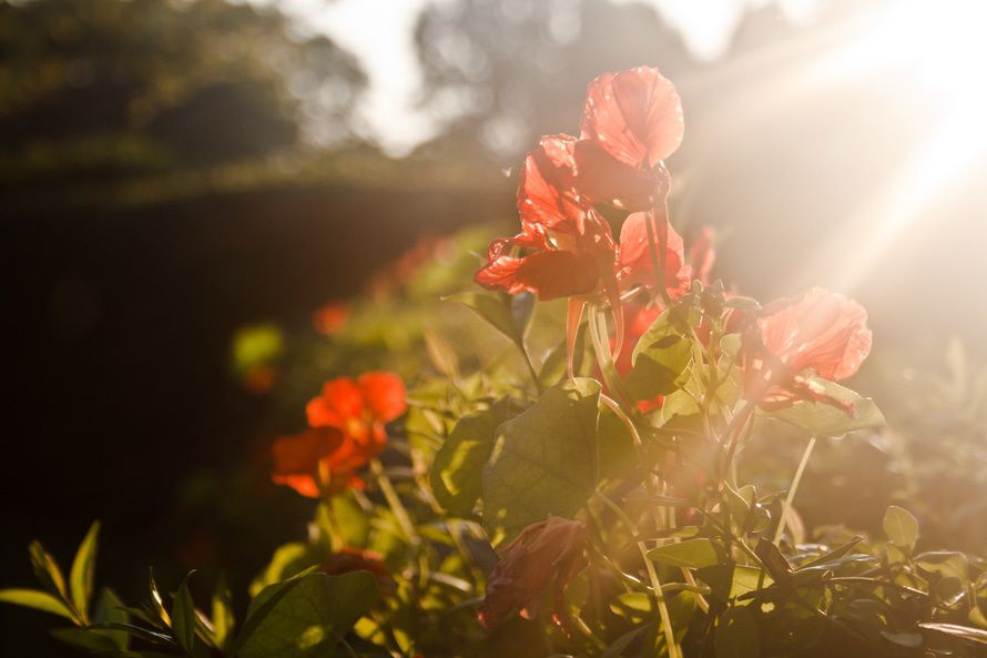 light-sunset-red-flowers-large