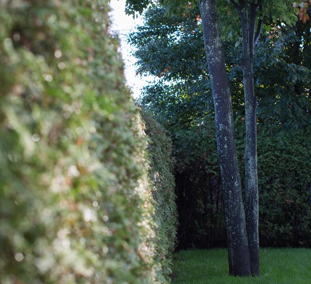 Cedar hedge backyard