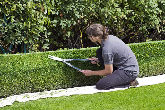 Cedar Hedge Trim